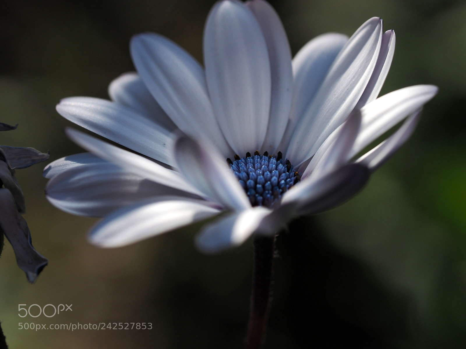 Olympus OM-D E-M1 sample photo. White and blue photography