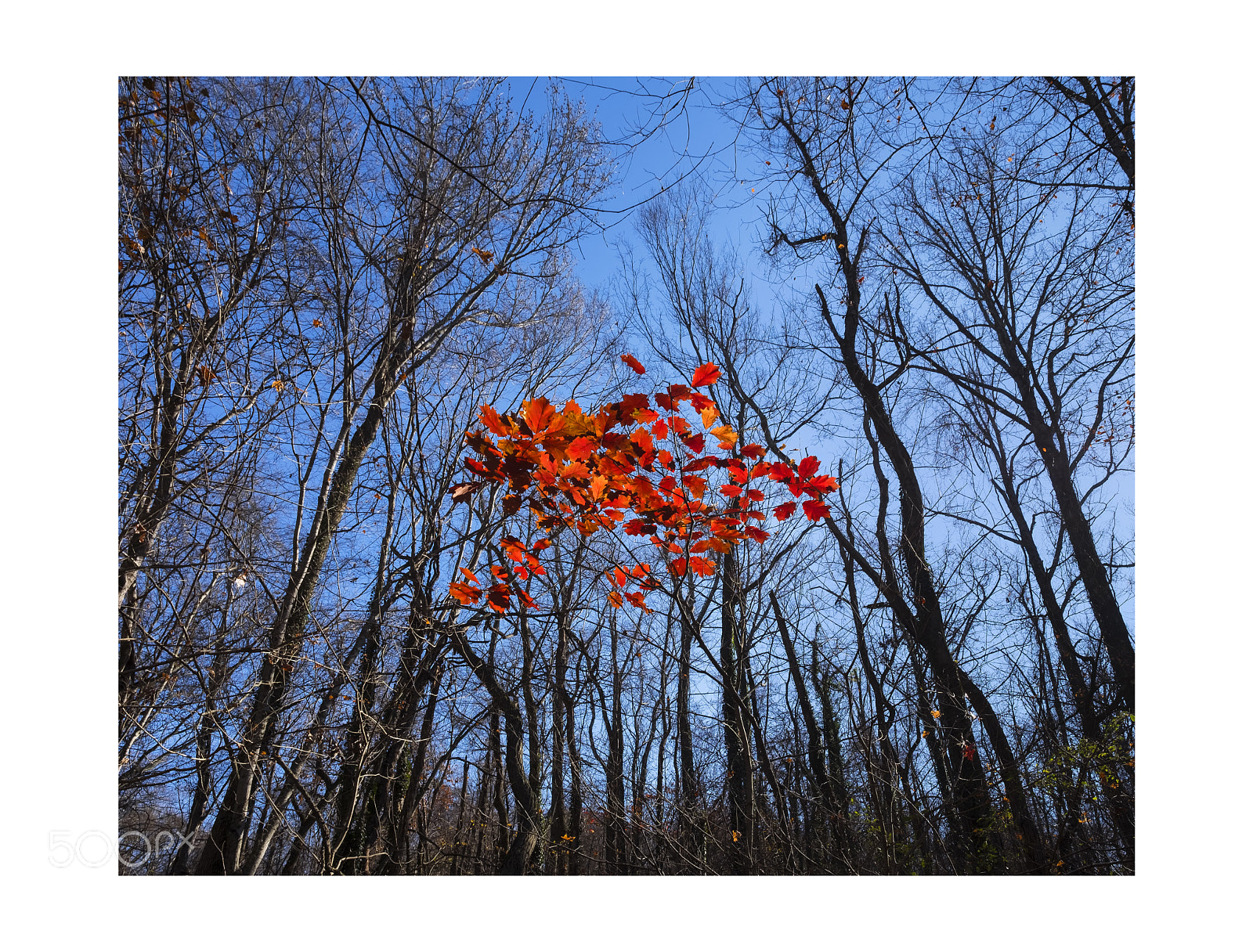 Fujifilm X-E3 sample photo. These leaves ...  · 这些树叶 ... photography