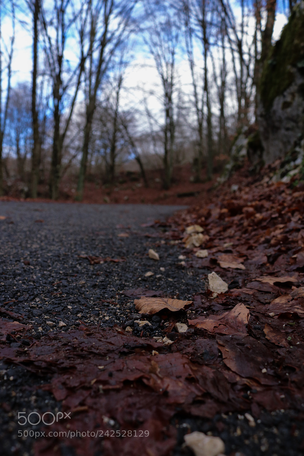 Canon EOS 750D (EOS Rebel T6i / EOS Kiss X8i) sample photo. Alone. photography