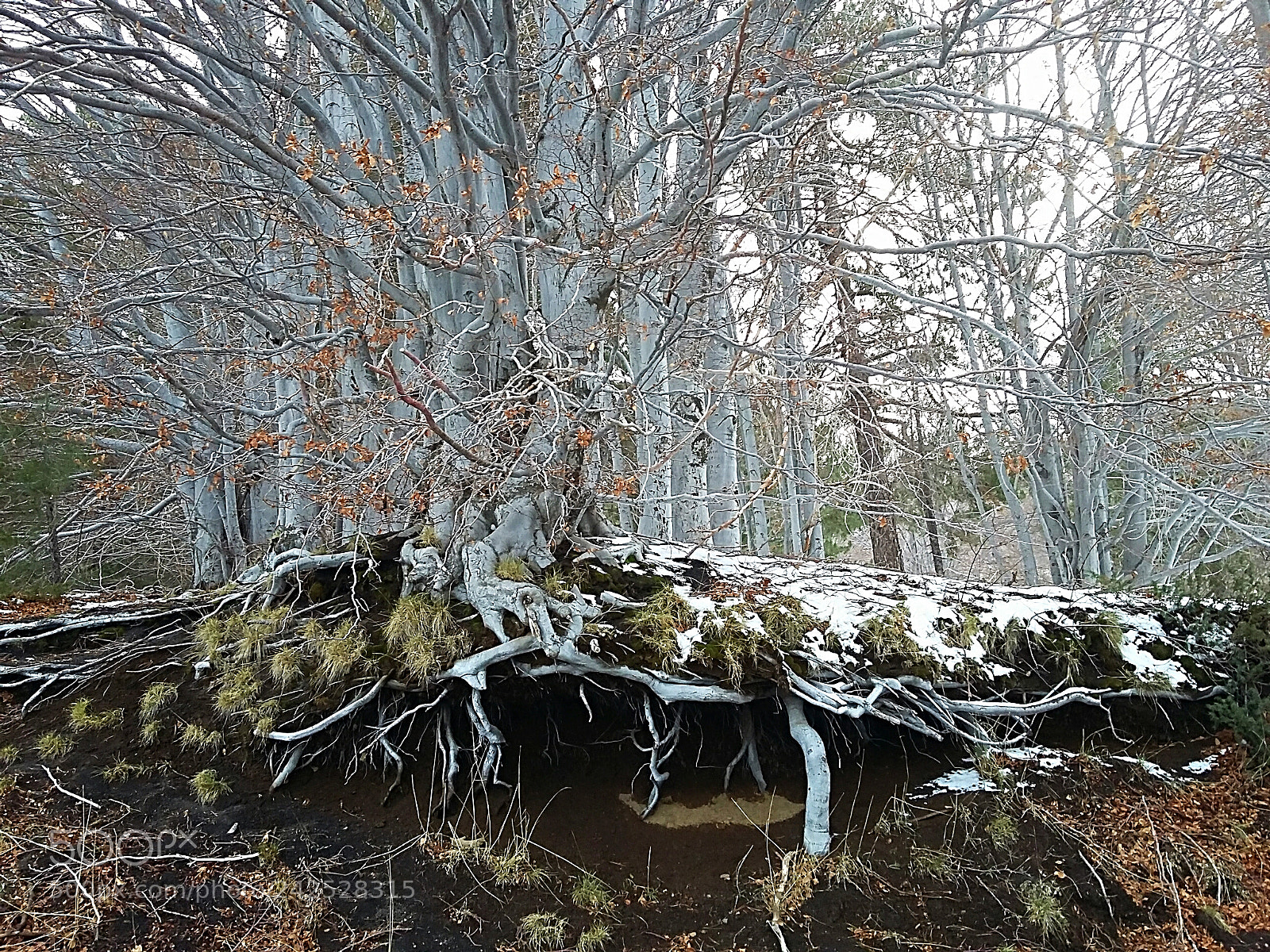 Samsung Galaxy Grand Prime sample photo. Tree with roots in photography