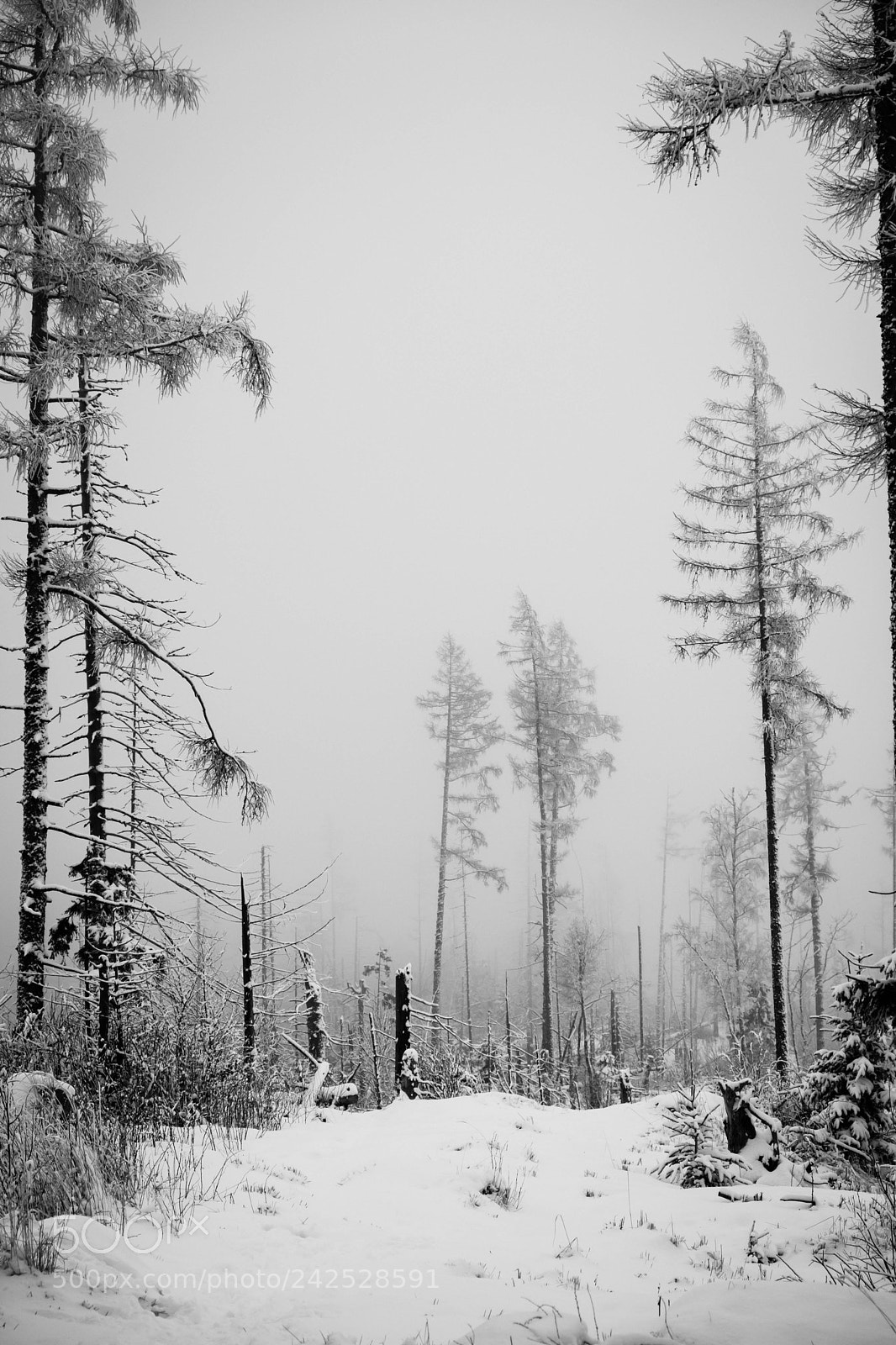Fujifilm X-T20 sample photo. Winter photography