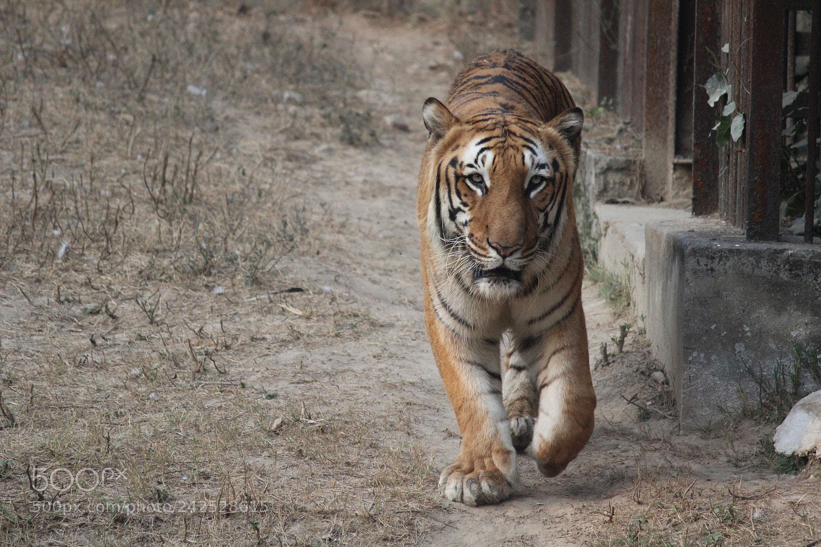 Canon EOS 1200D (EOS Rebel T5 / EOS Kiss X70 / EOS Hi) sample photo. Royal bengal tiger photography