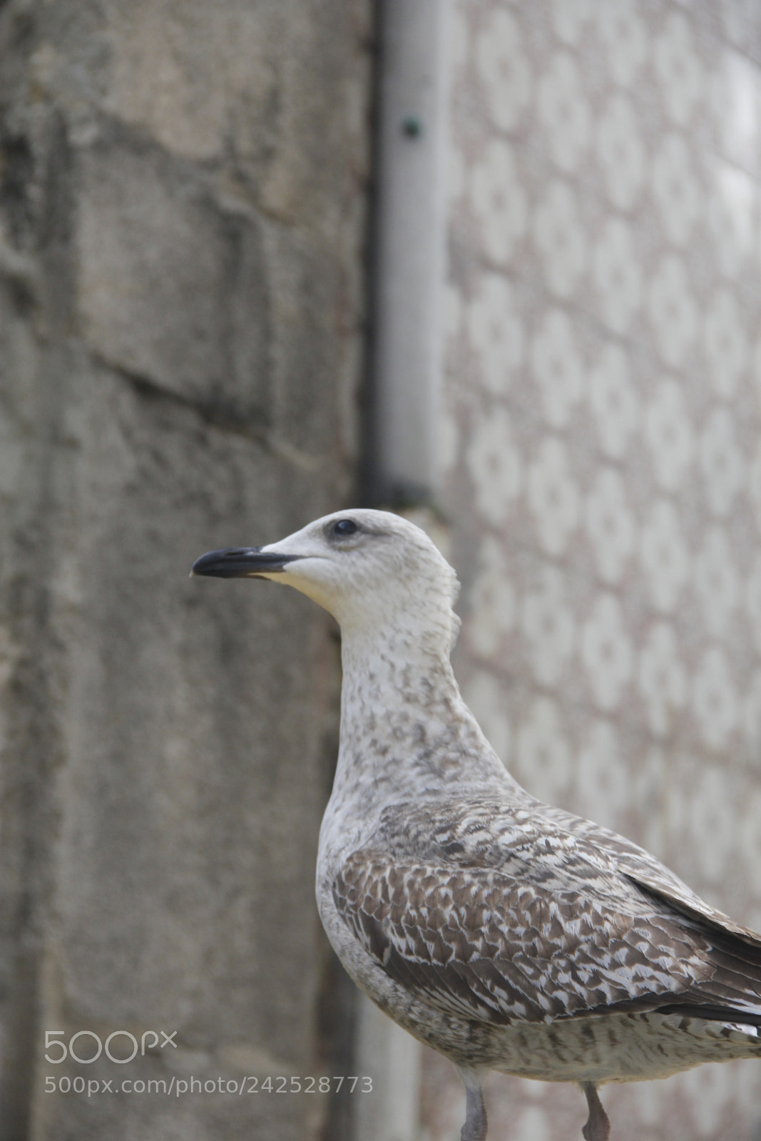 Canon EF-S 18-135mm F3.5-5.6 IS sample photo. Mg photography