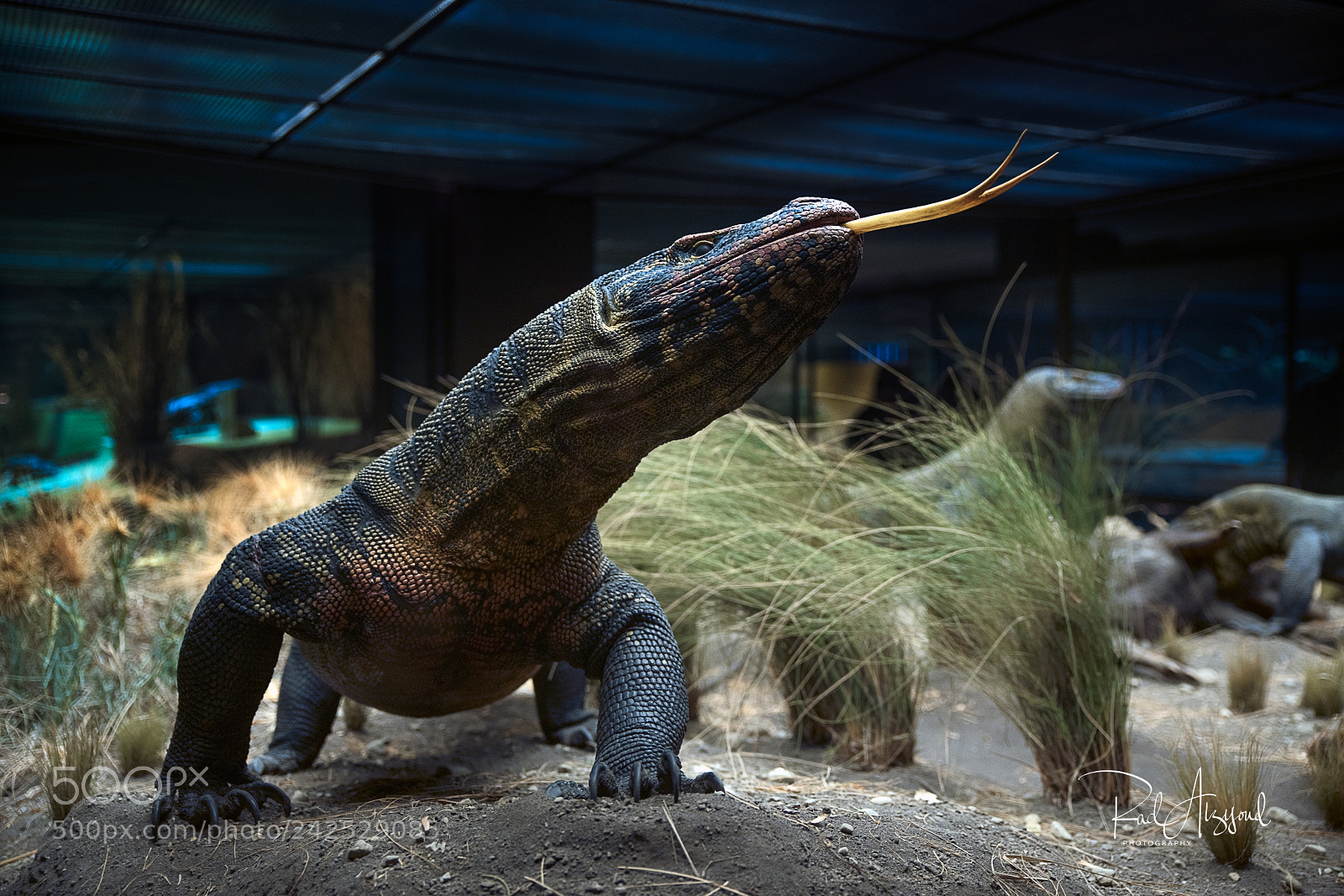 Nikon D850 sample photo. Komodo dragon photography