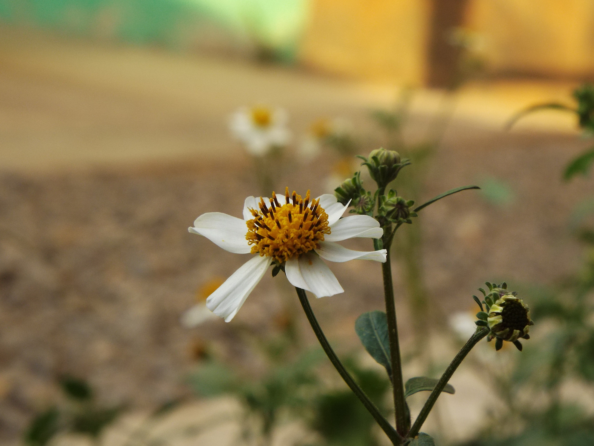 Fujifilm FinePix S8300 sample photo. Life photography