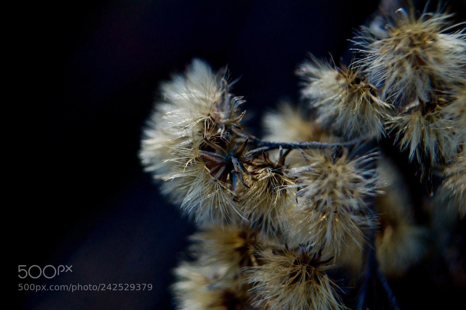 Nikon D3100 sample photo. Fluffy flower photography