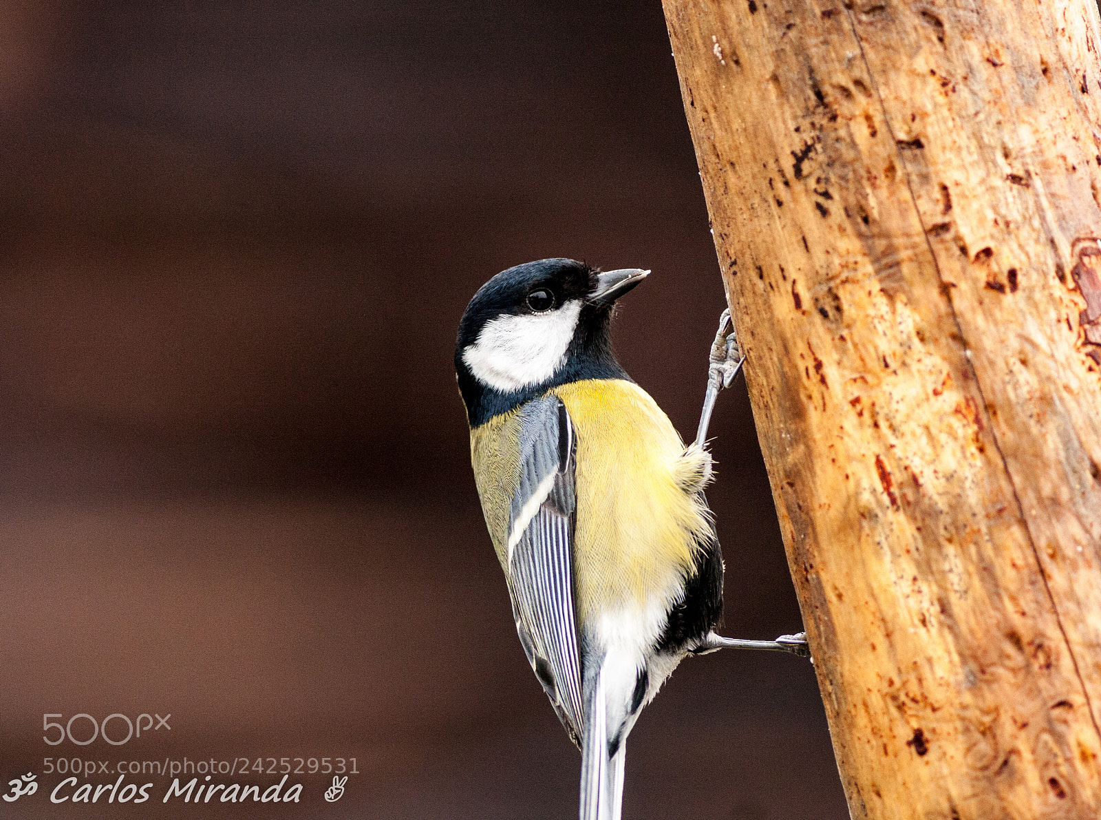 Canon EOS 40D sample photo. Untitled photography