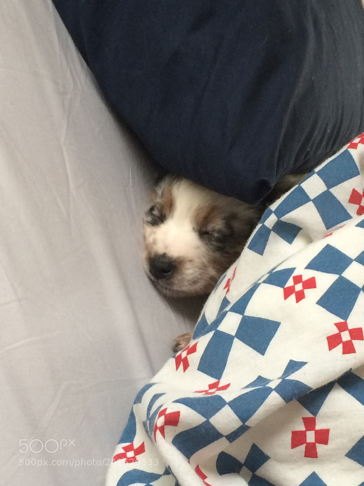 Apple iPhone 5s sample photo. Cozy puppy baxter photography