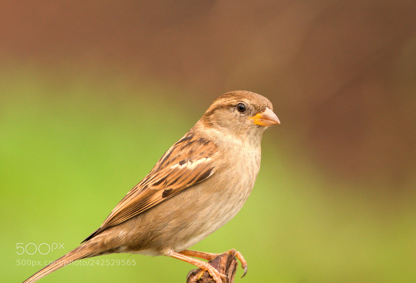 Canon EOS 40D sample photo. Passer domesticus photography