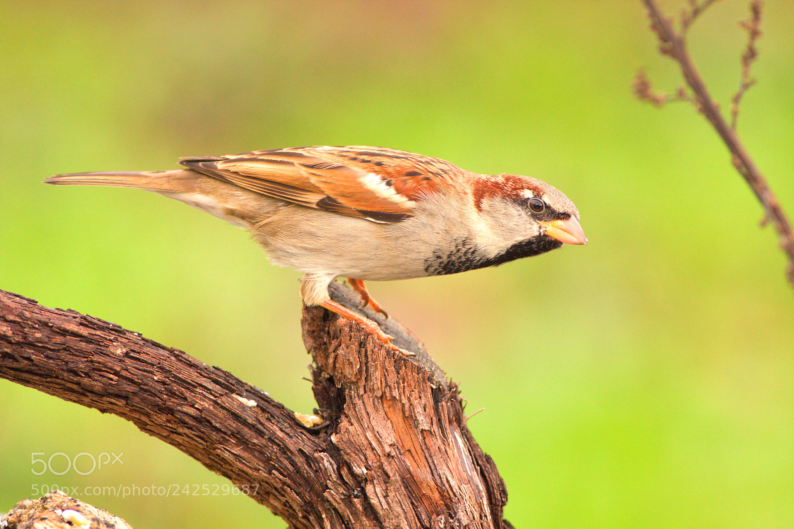Canon EOS 40D sample photo. Passer domesticus photography