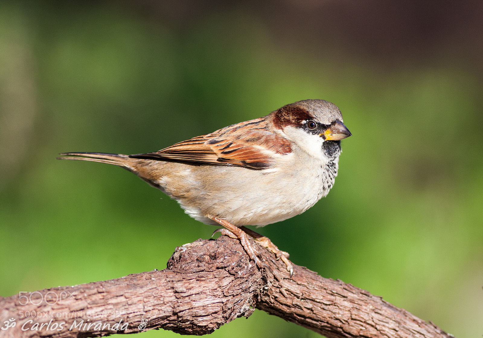 Canon EOS 40D sample photo. Passer domesticus photography