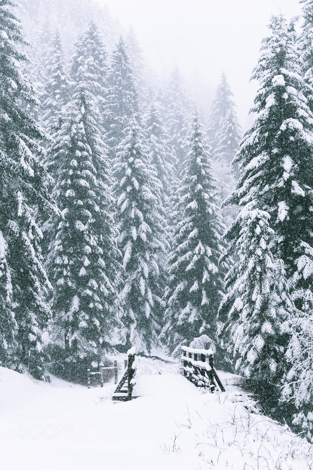 Nikon D7200 sample photo. Wintry woods photography