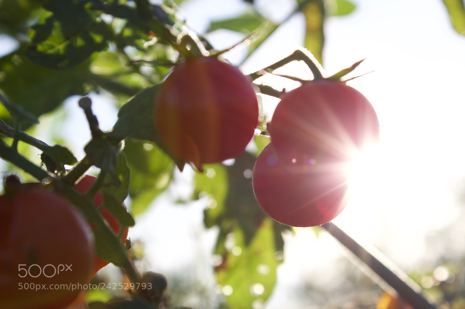 Canon EOS 1200D (EOS Rebel T5 / EOS Kiss X70 / EOS Hi) sample photo. Tomatoes photography