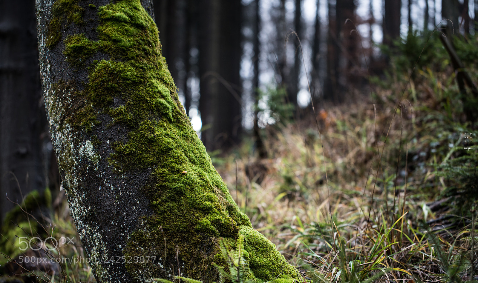 Canon EOS 6D Mark II sample photo. The old one photography