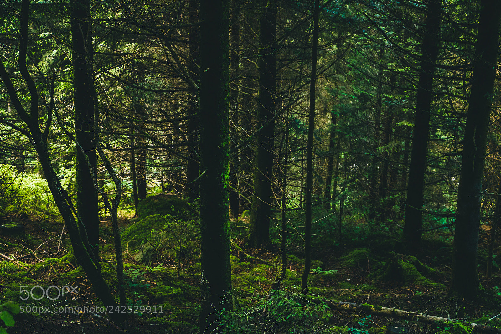 Canon EOS 750D (EOS Rebel T6i / EOS Kiss X8i) sample photo. Pure forest photography