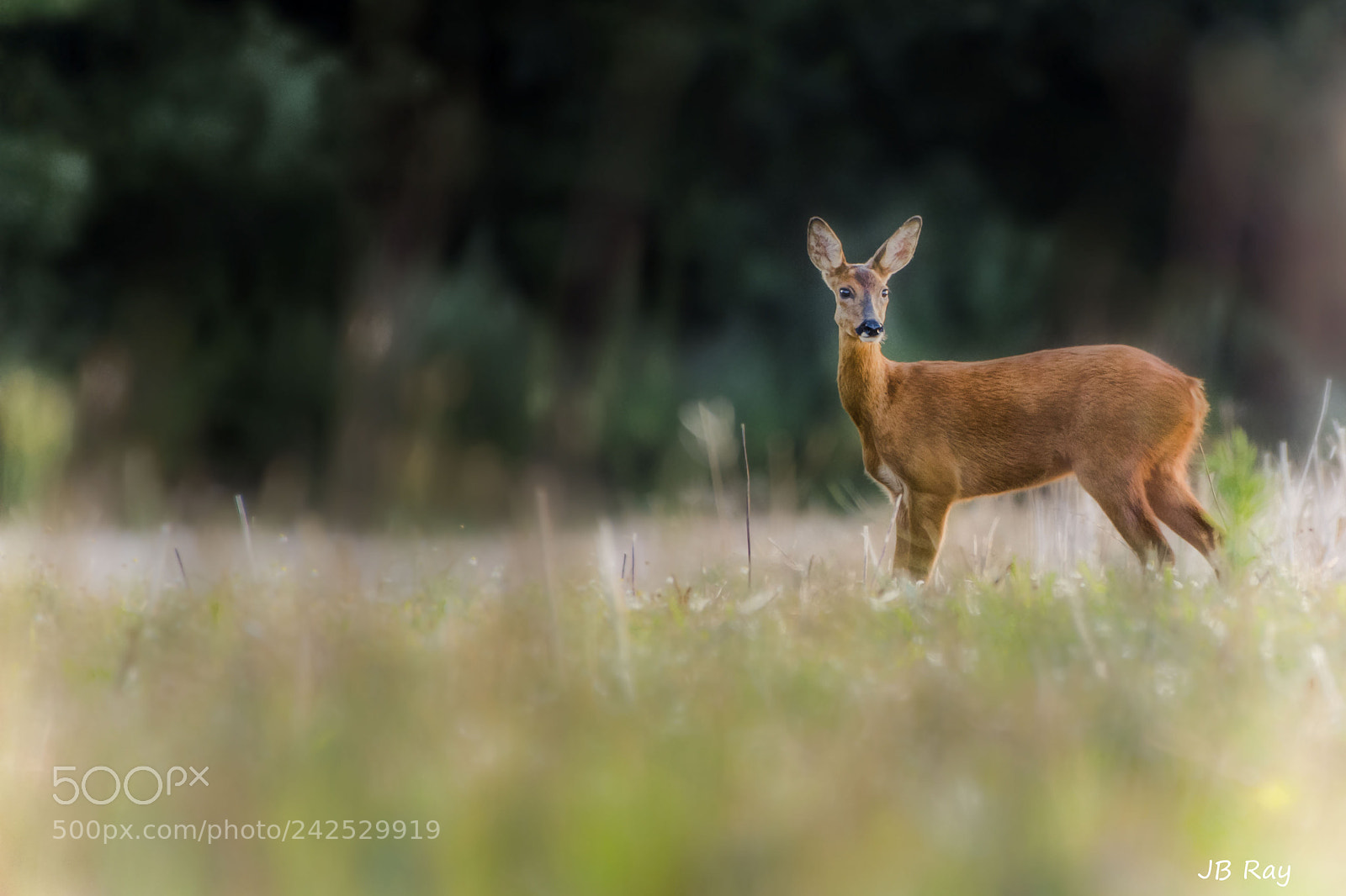 Nikon D7200 sample photo. Deer photography