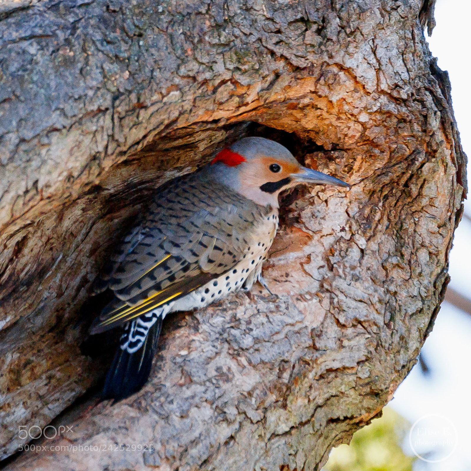 Canon EOS 6D Mark II sample photo. Northern flicker photography