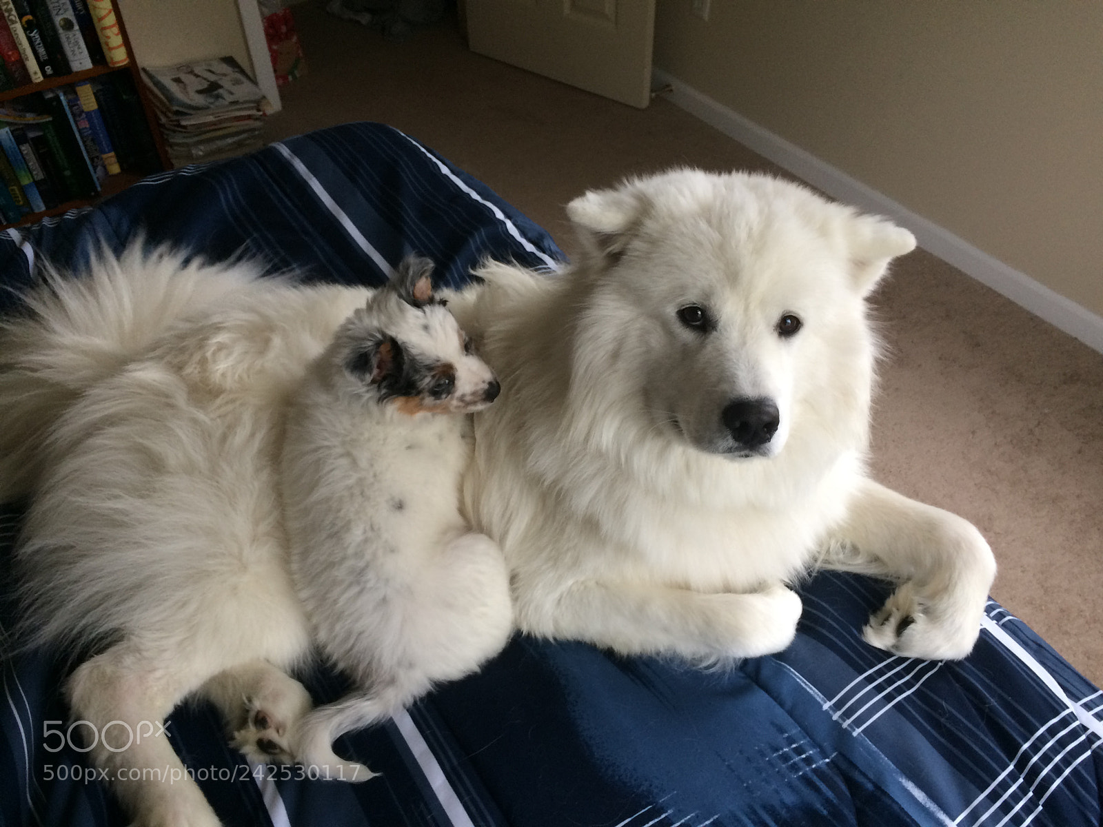 Apple iPhone 5s sample photo. Baxter and his pal photography
