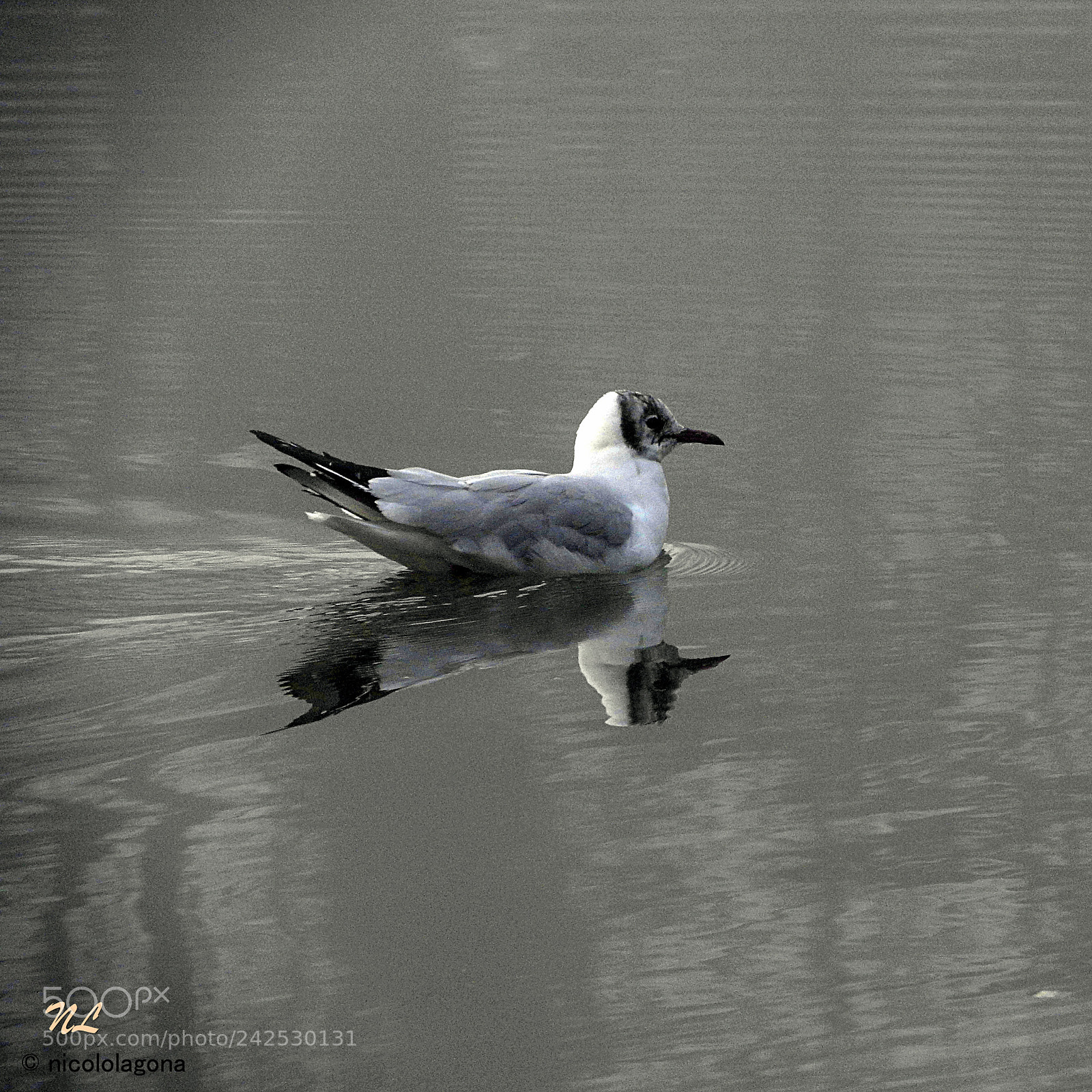 Nikon Coolpix P610 sample photo. 20180114_6503.jpg solitario photography