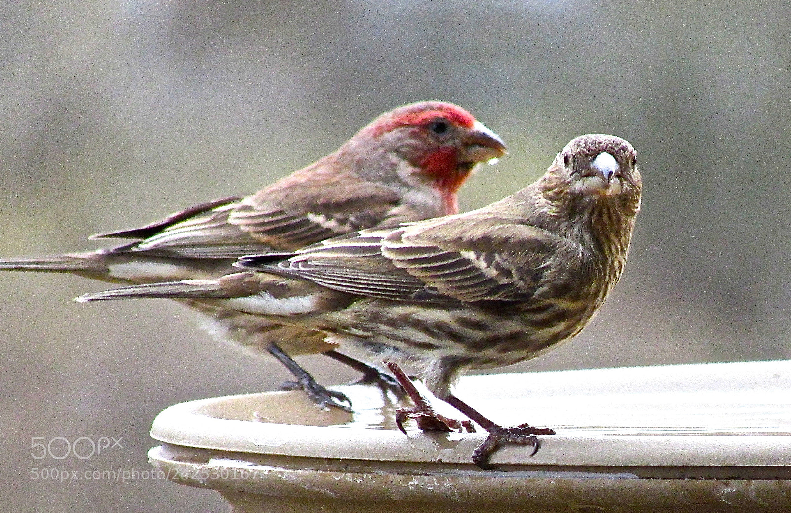 Canon PowerShot SX510 HS sample photo. "that look" photography
