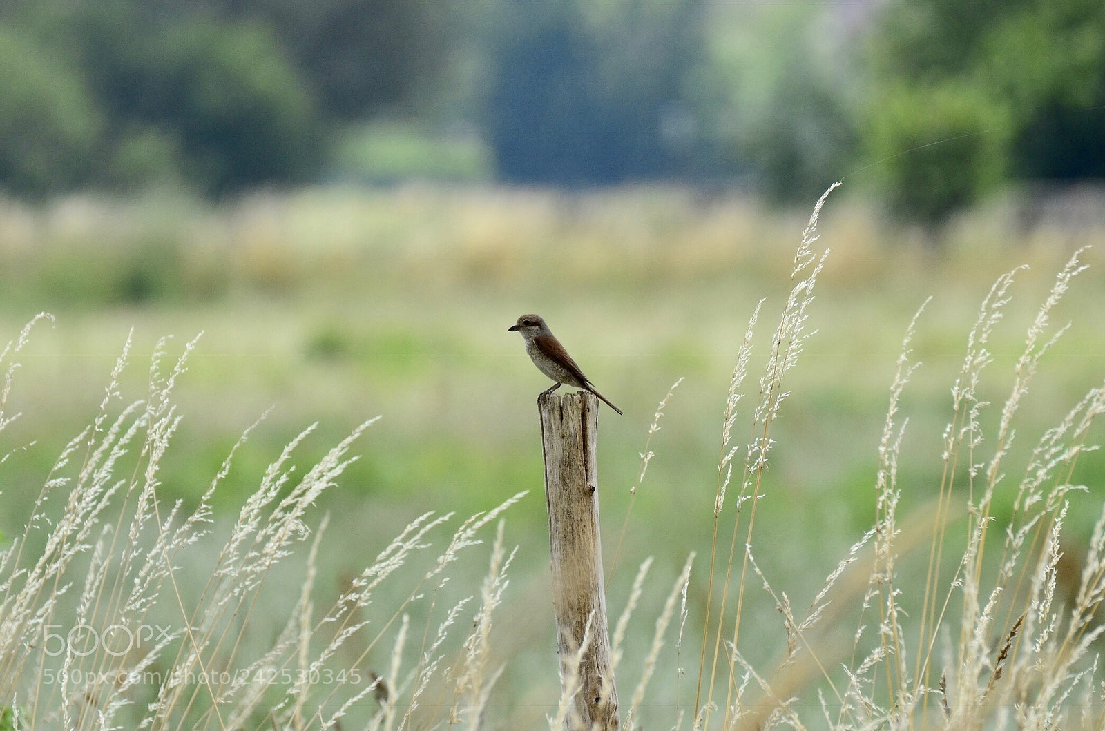 Nikon D5100 sample photo. Red-backed shrike photography