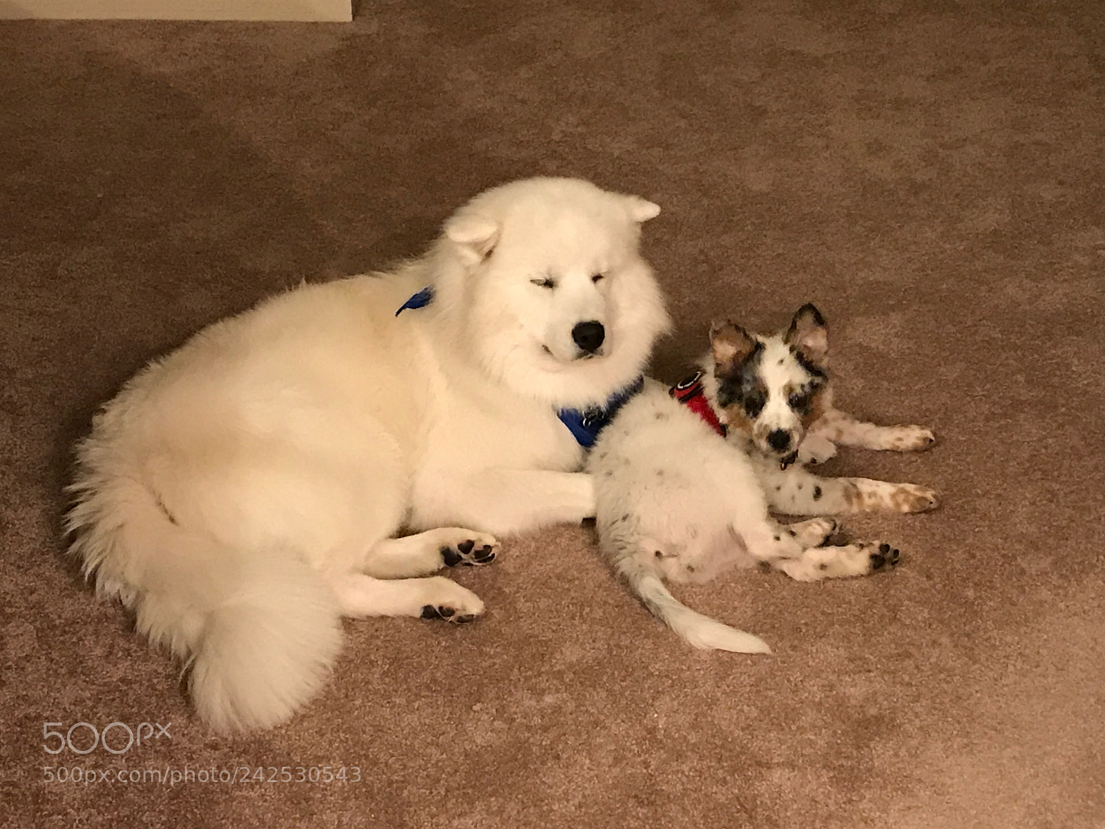 Apple iPhone 7 Plus sample photo. Puppy bros. photography