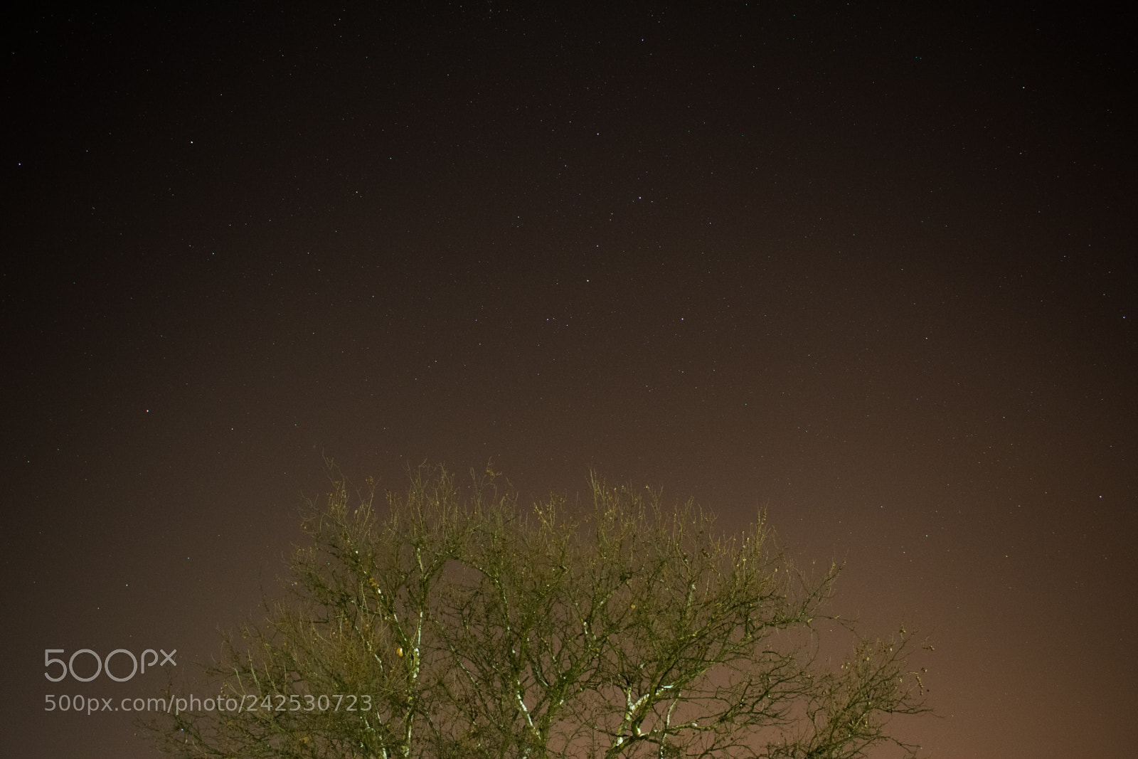 Nikon D3400 sample photo. Night tree photography