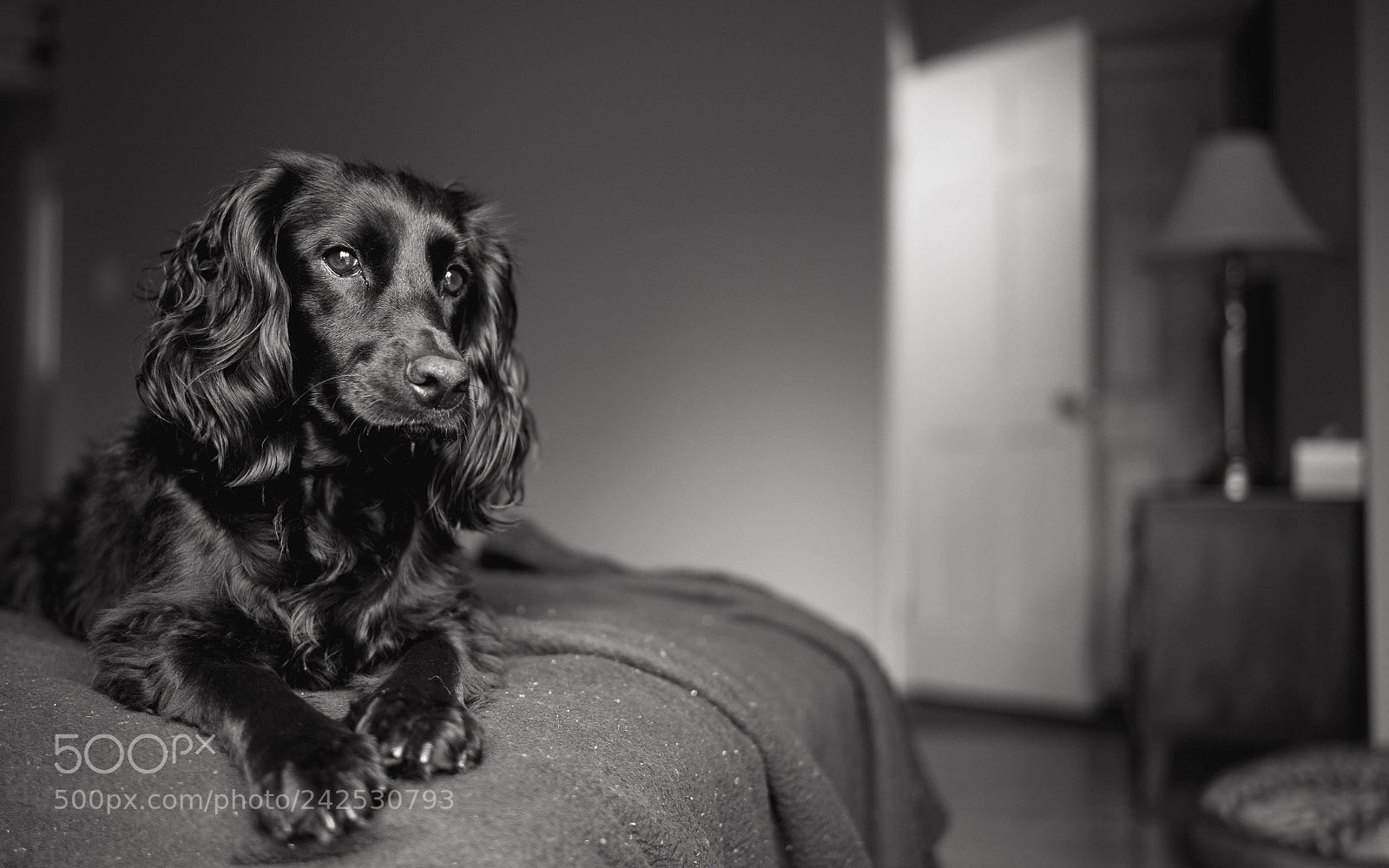 Leica M (Typ 240) sample photo. Black on black photography