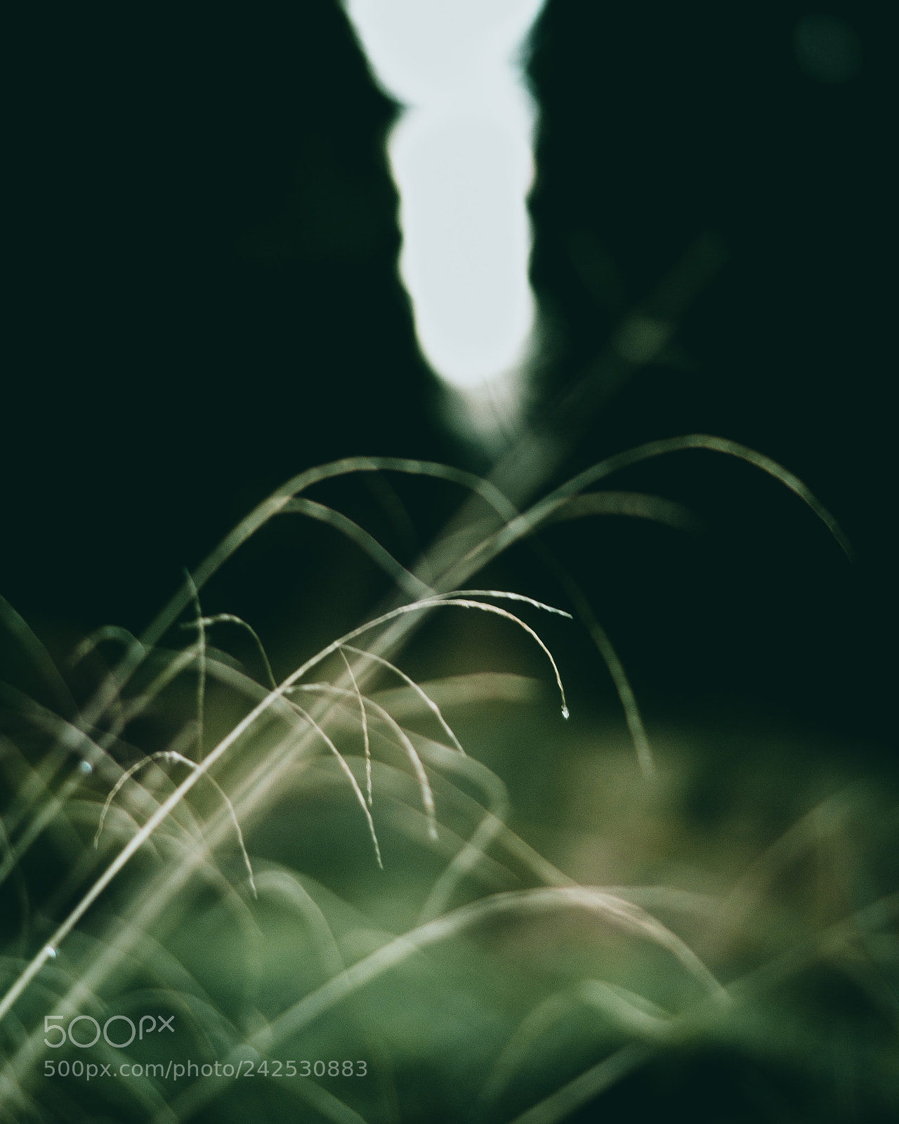 Sony SLT-A58 sample photo. Forest macro photography