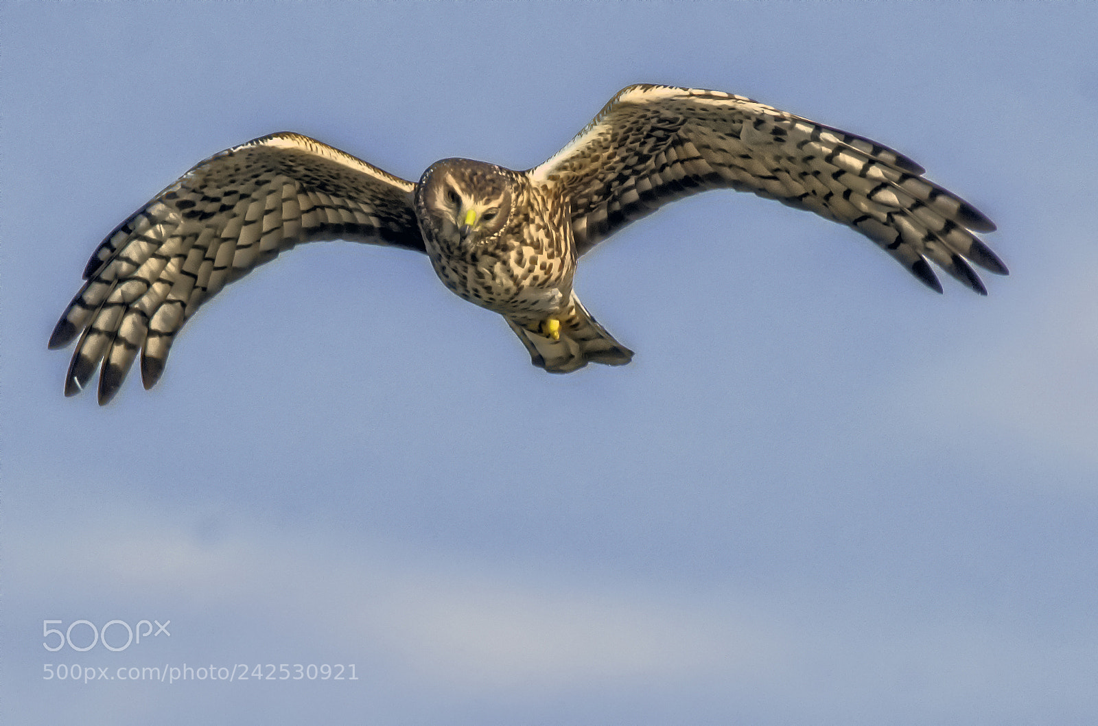 Nikon D500 sample photo. Predator watching photography