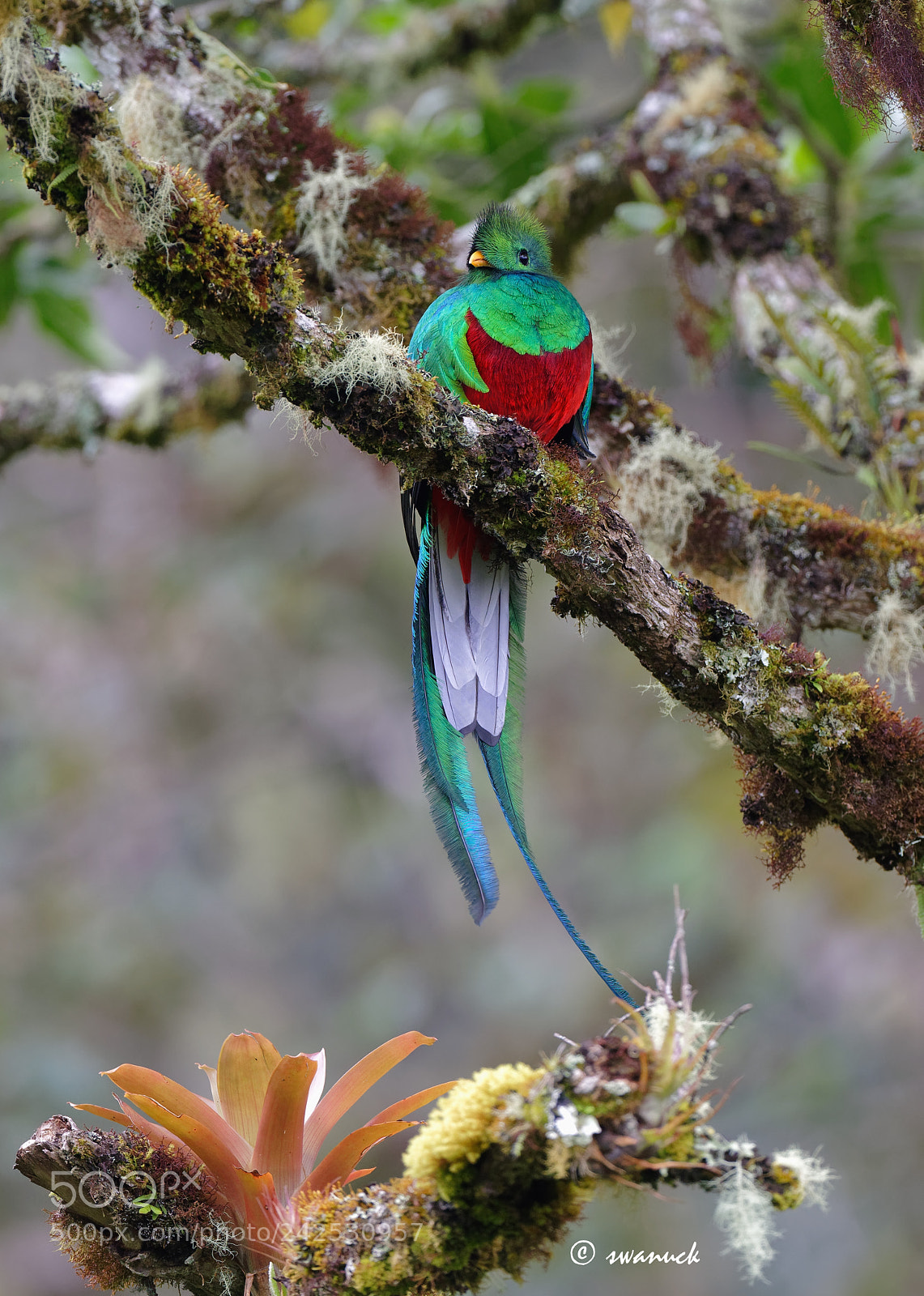Nikon D810 sample photo. Quetzel photography