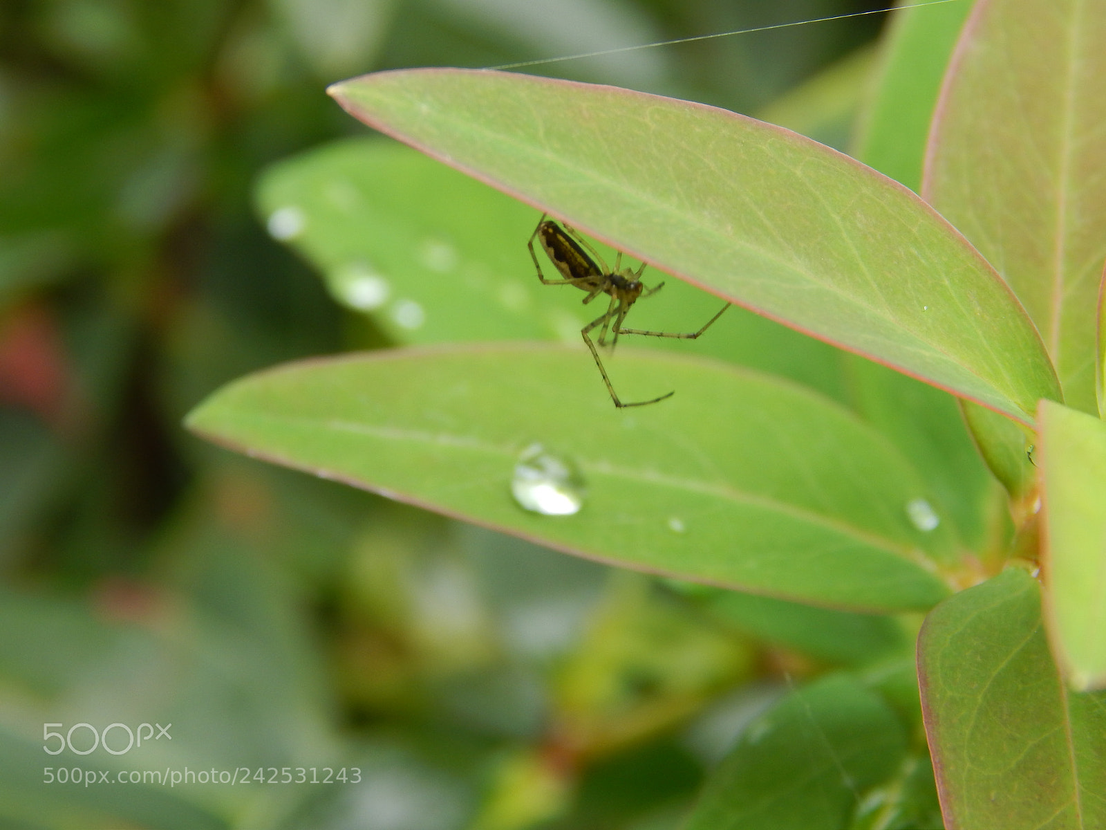 Nikon Coolpix L820 sample photo. Spider photography
