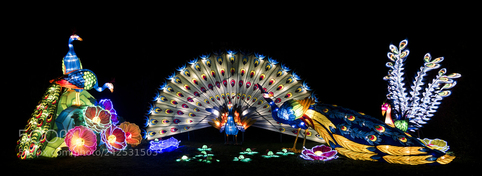 Panasonic Lumix DMC-G85 (Lumix DMC-G80) sample photo. Peacock china lights photography