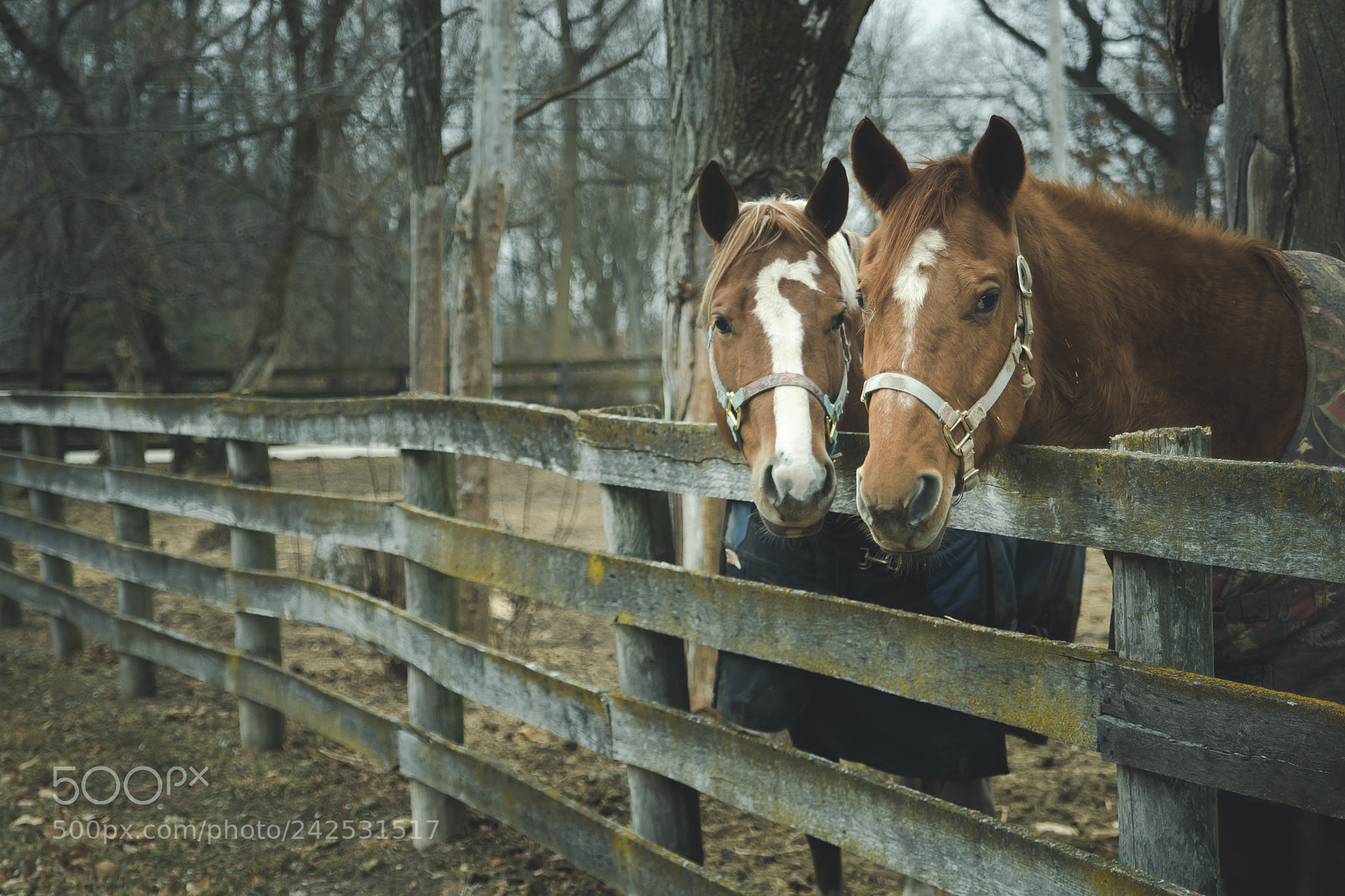 Nikon D7500 sample photo. Friends photography