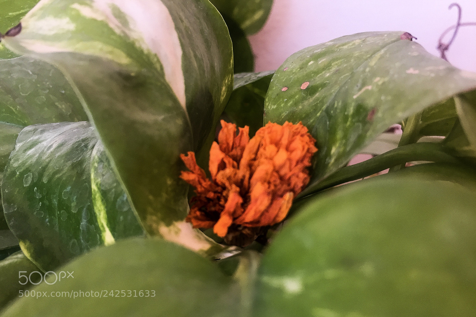 Apple iPhone 6 sample photo. Untitled photography