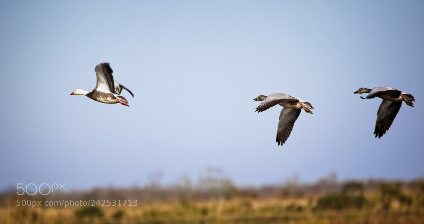 Canon EOS 7D Mark II sample photo. Follow the leader photography