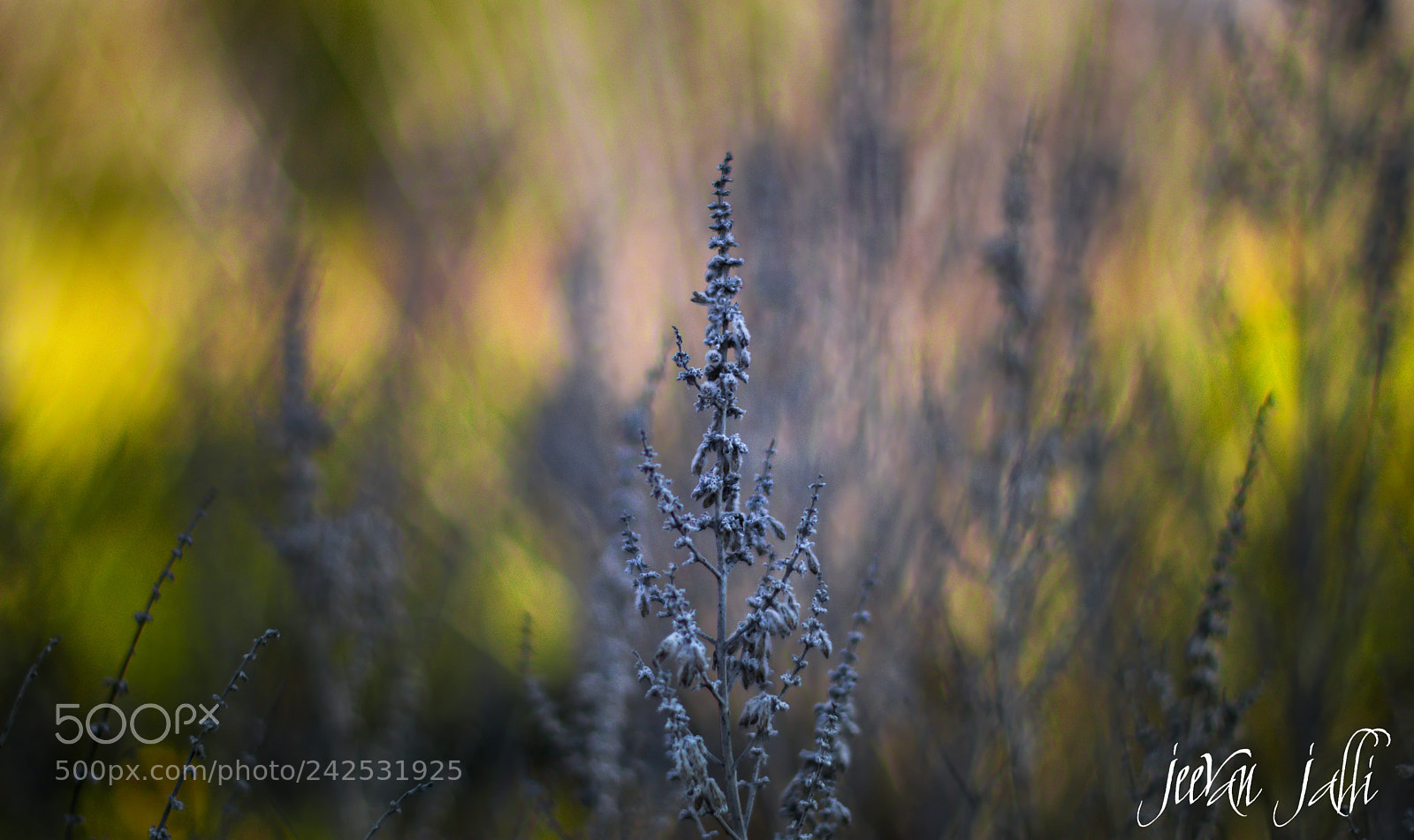 Nikon D3400 sample photo. Standing tall photography