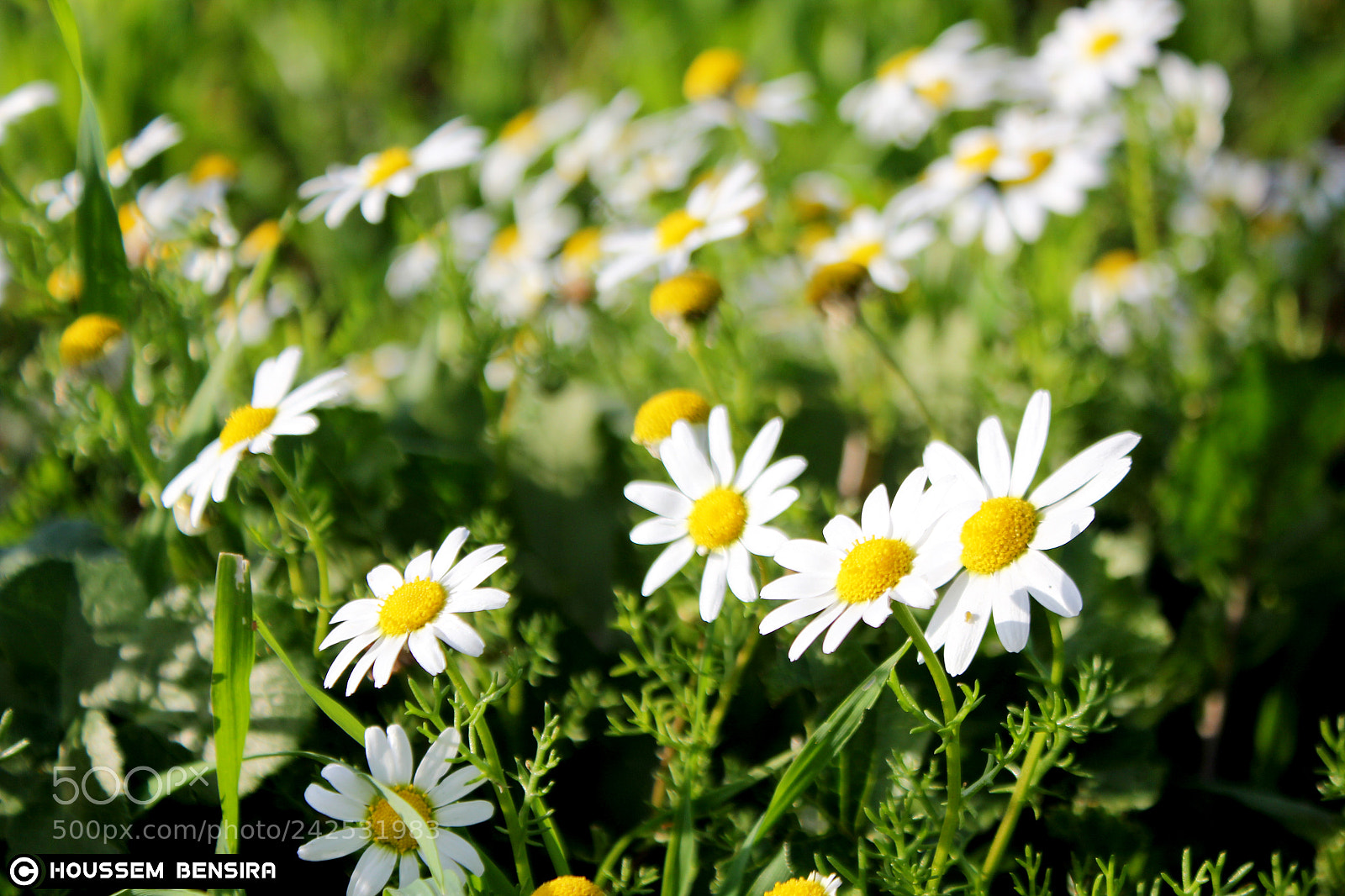 Canon EOS 550D (EOS Rebel T2i / EOS Kiss X4) sample photo. White daisy flower photography