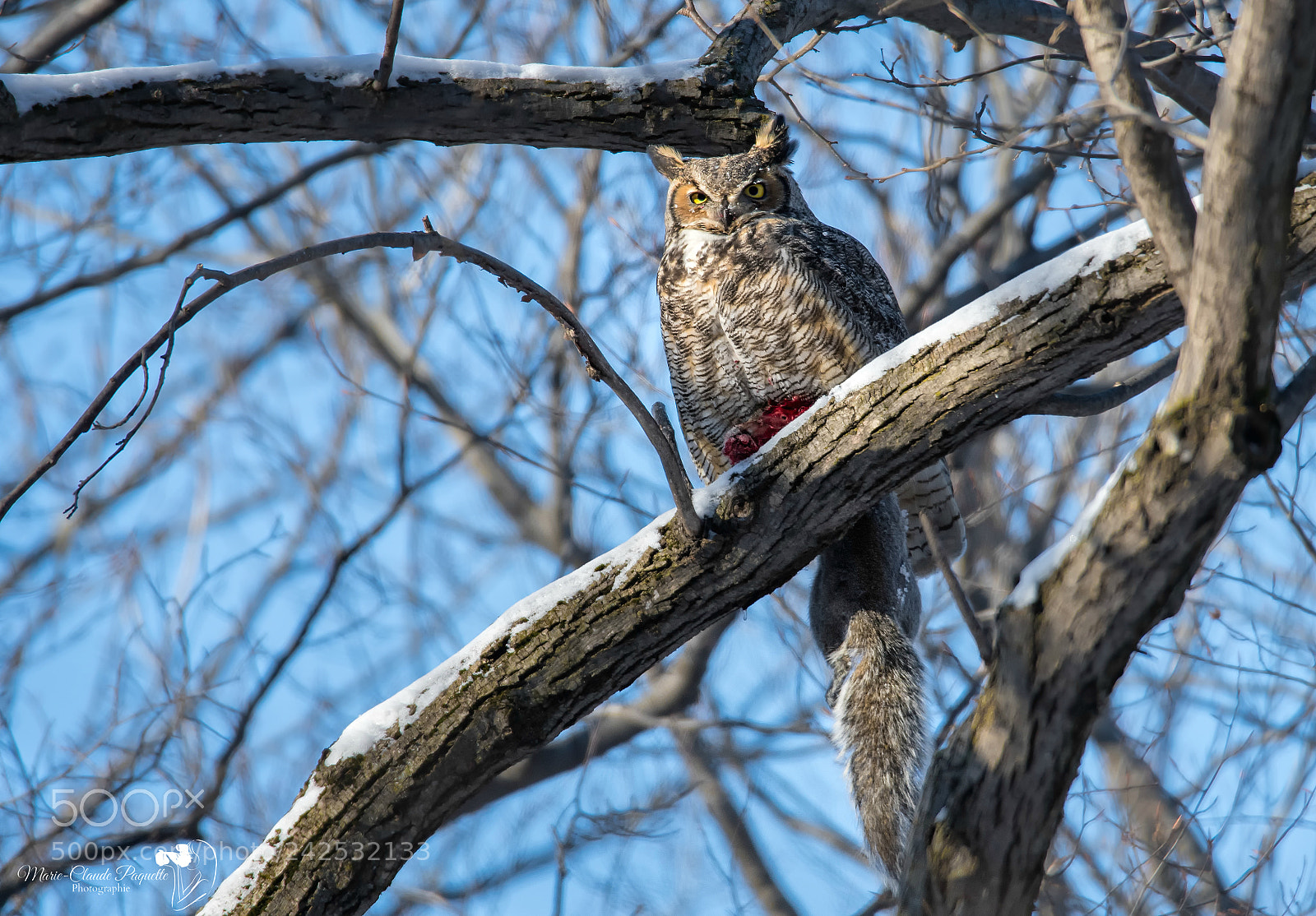Nikon D500 sample photo. Grand-duc photography