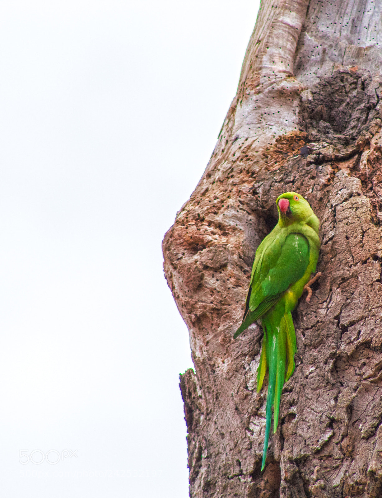Canon EOS 1300D (EOS Rebel T6 / EOS Kiss X80) sample photo. Parakeet photography