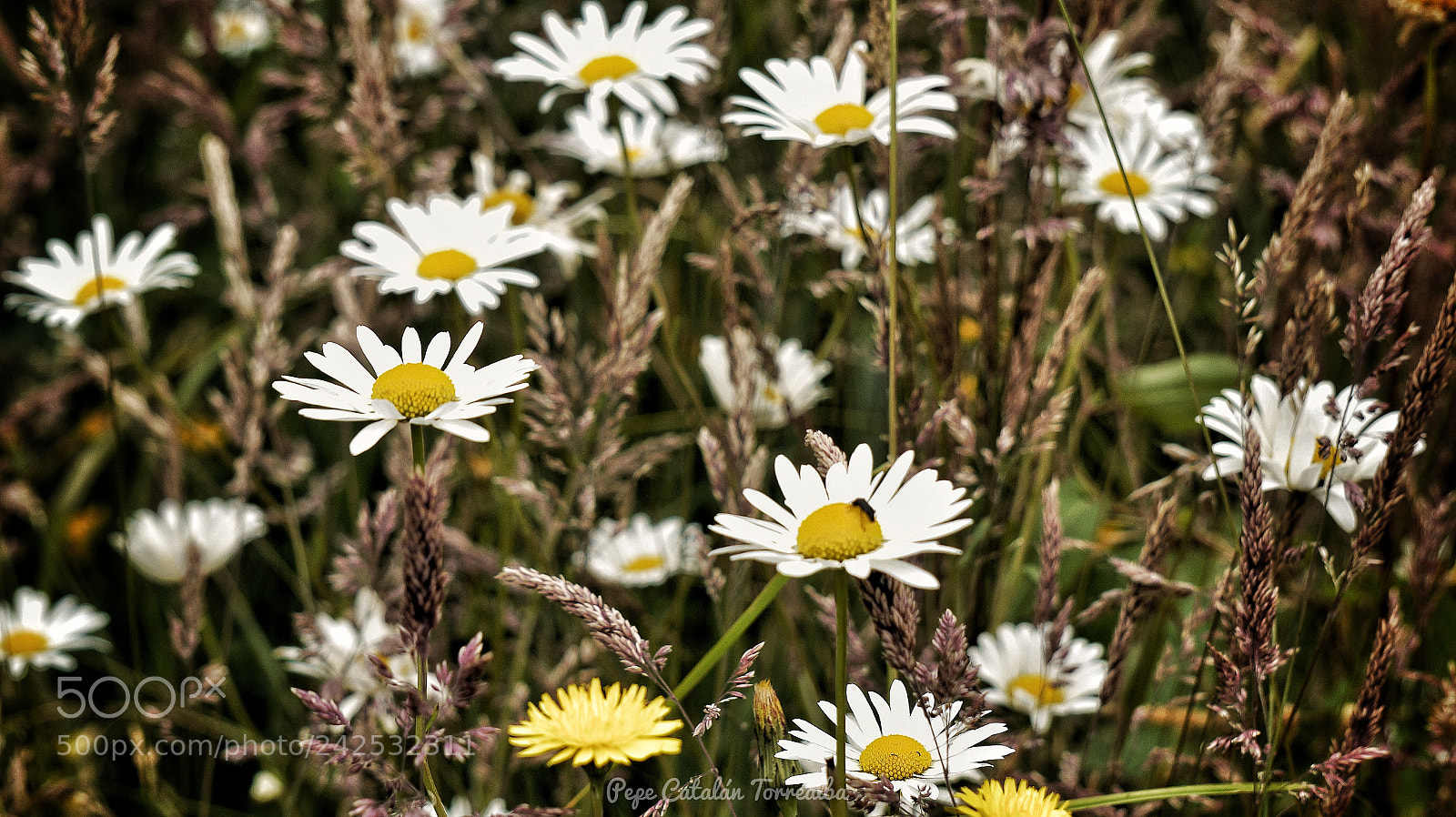 Sony Alpha a3000 sample photo. Wild photography