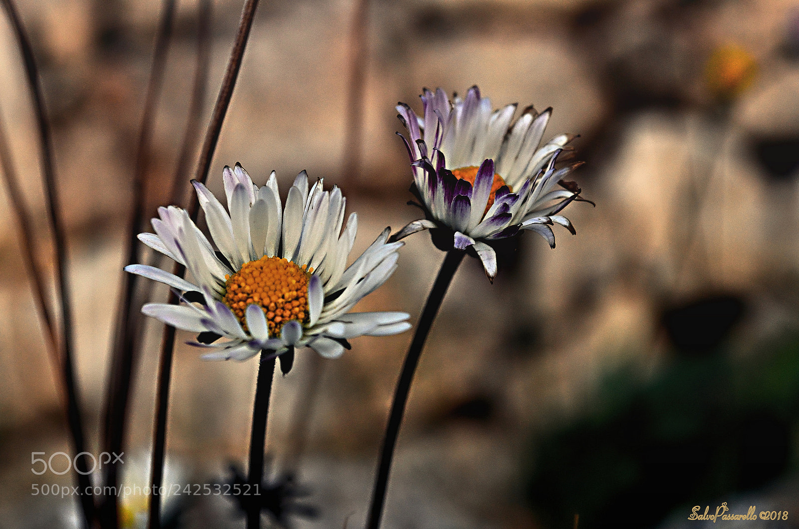 Nikon D5100 sample photo. Daisies photography