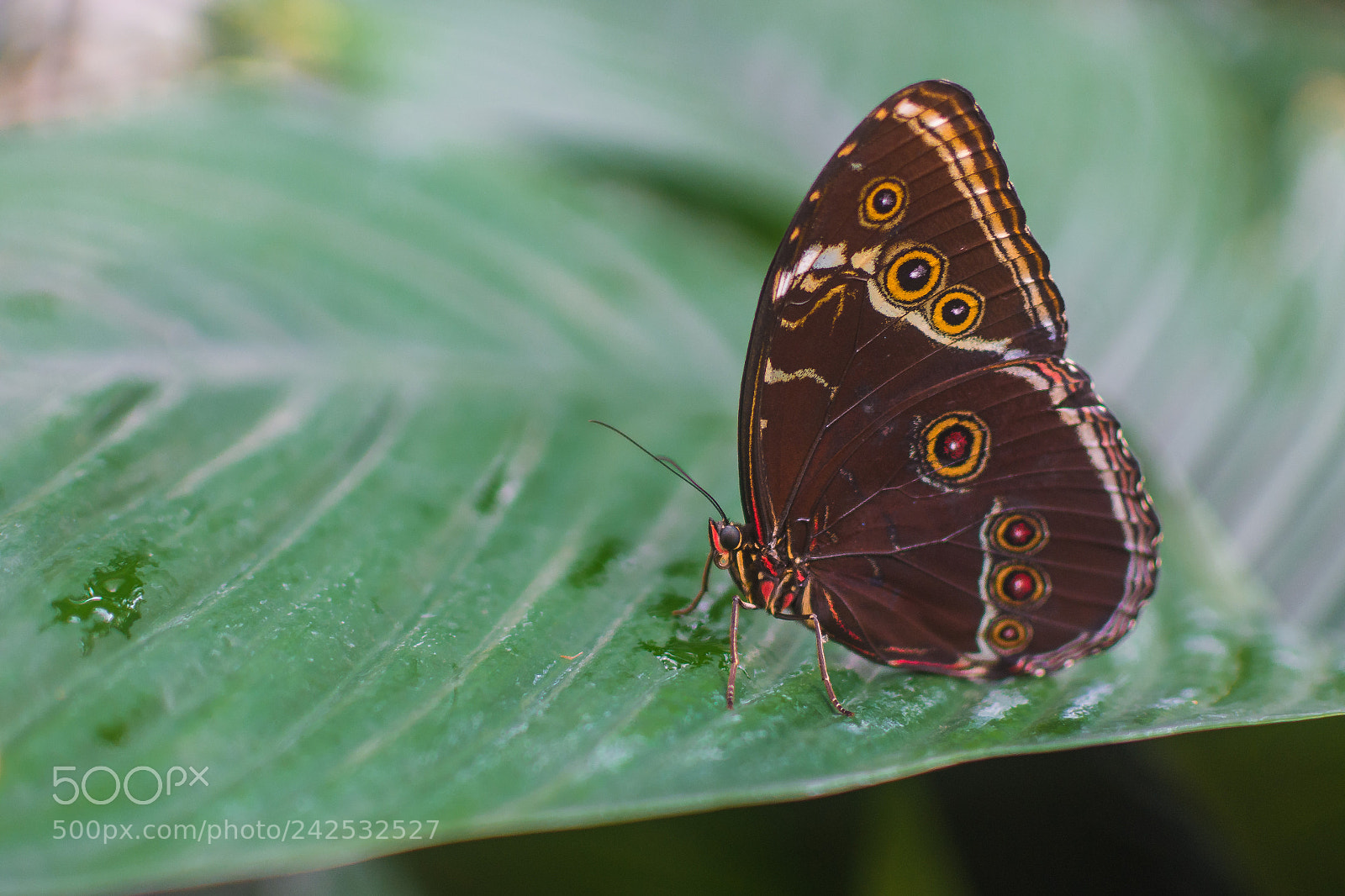 Nikon D7200 sample photo. Butterfly photography