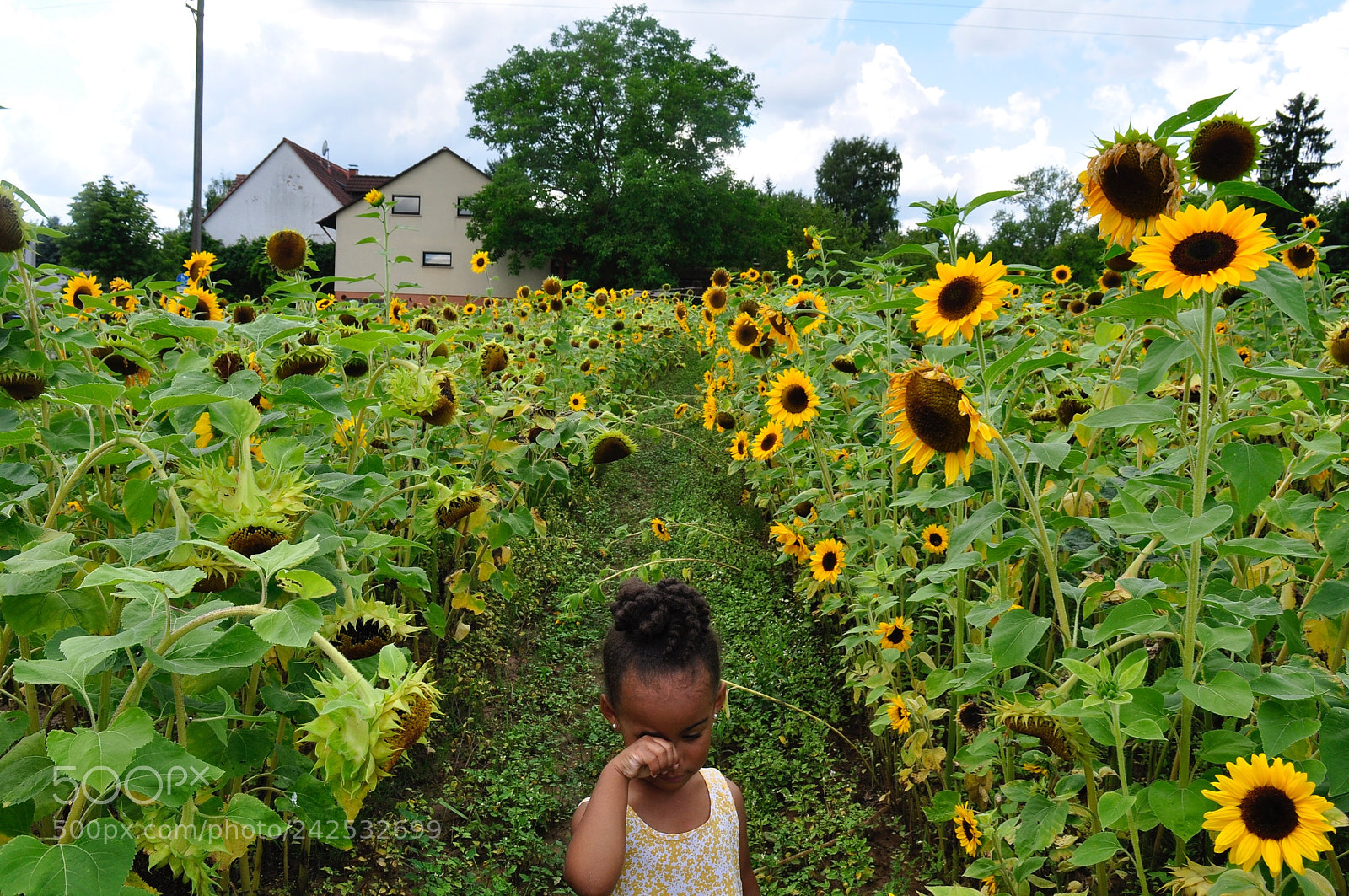 Nikon D90 sample photo. Sunflowers photography
