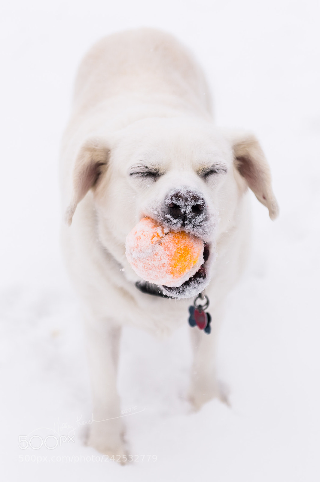 Nikon D4S sample photo. Having a ball at photography