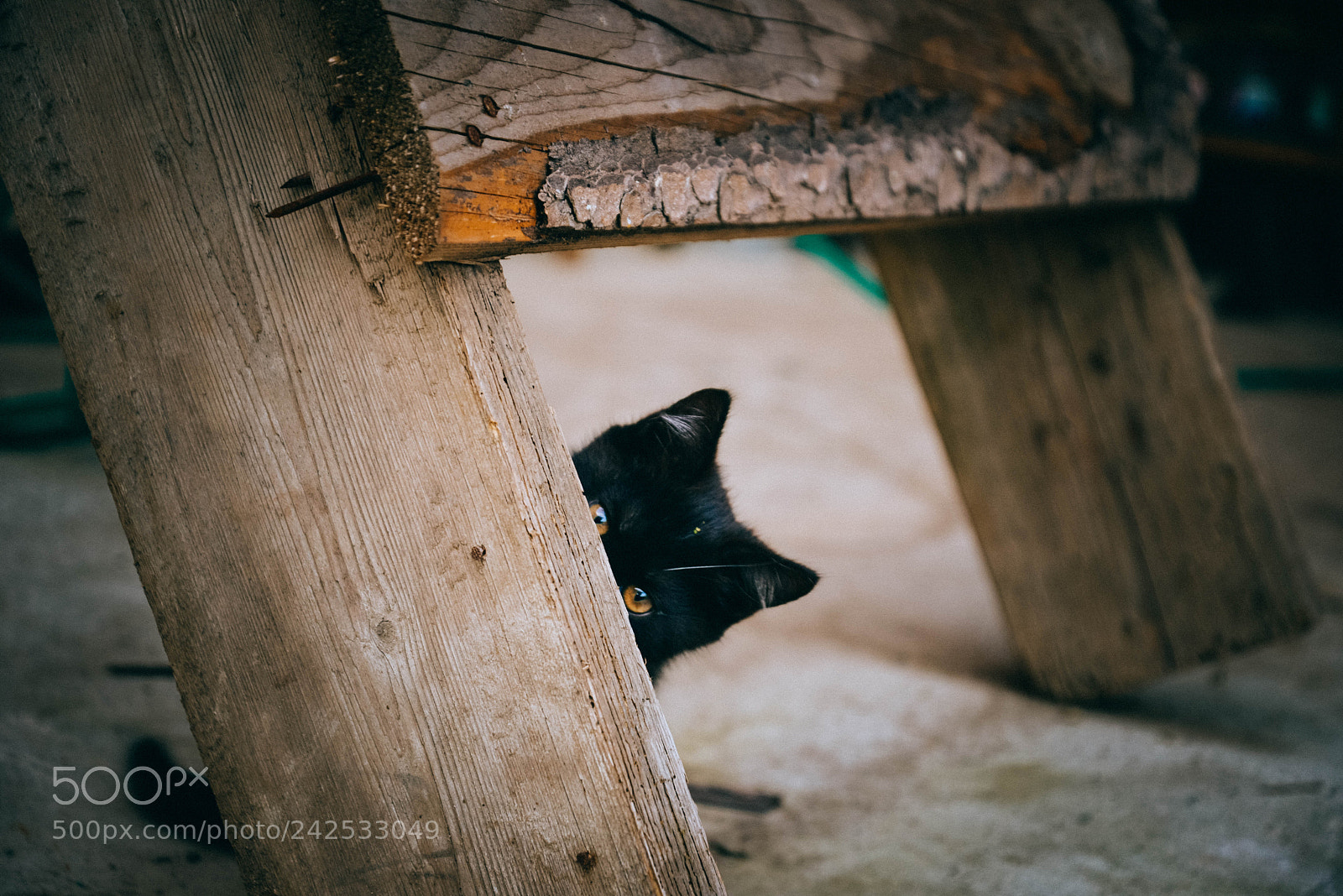 Nikon D600 sample photo. Kitty photography