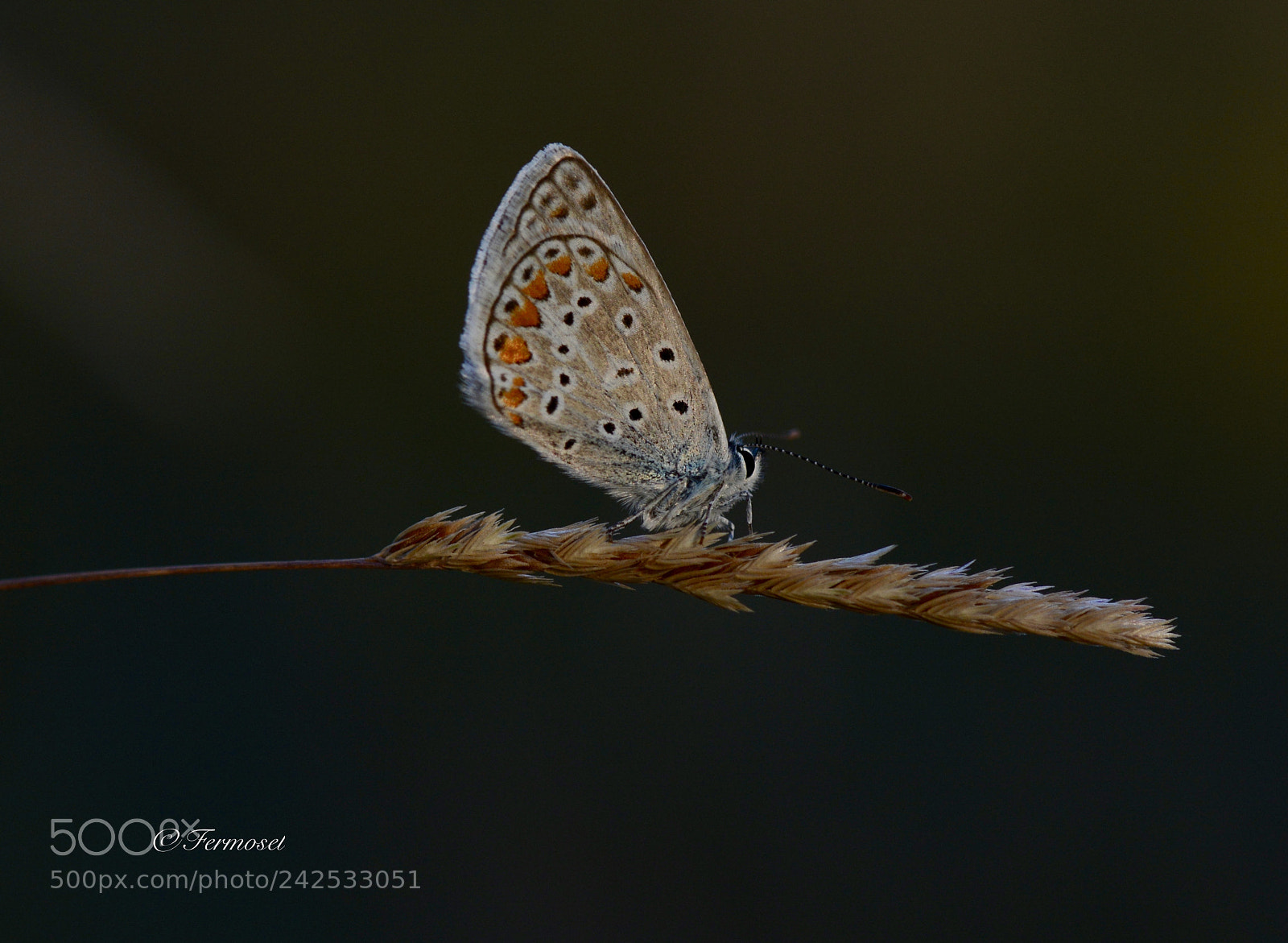 Nikon D7100 sample photo. Polyommatus thersites photography