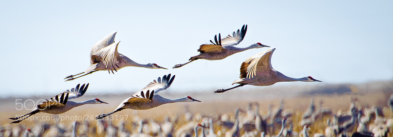 Nikon D3 sample photo. Sand hill cranes photography