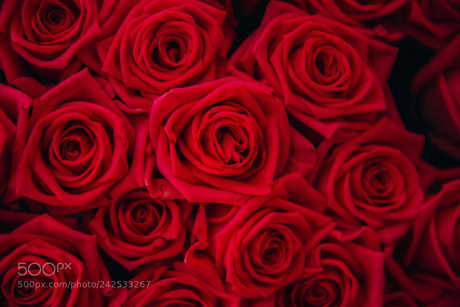 Nikon D600 sample photo. Rose photography