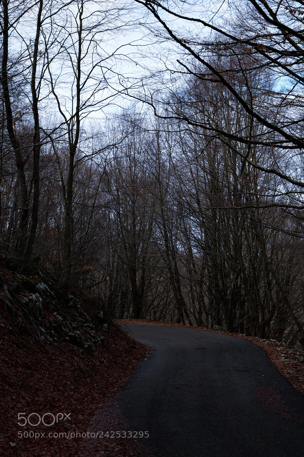 Canon EOS 750D (EOS Rebel T6i / EOS Kiss X8i) sample photo. Leaf and life. photography